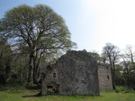 SX05339 Tree and Candleston Castle.jpg